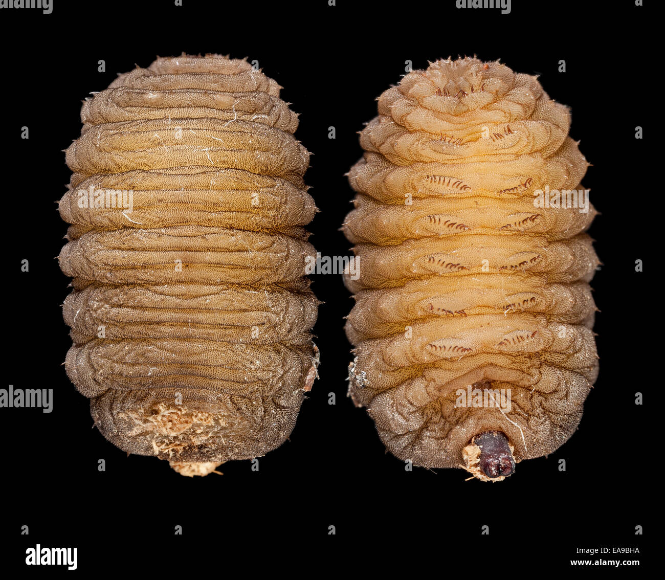 La larva, inanis Hoverfly Volucella, vistas dorsal y ventral. Foto de stock