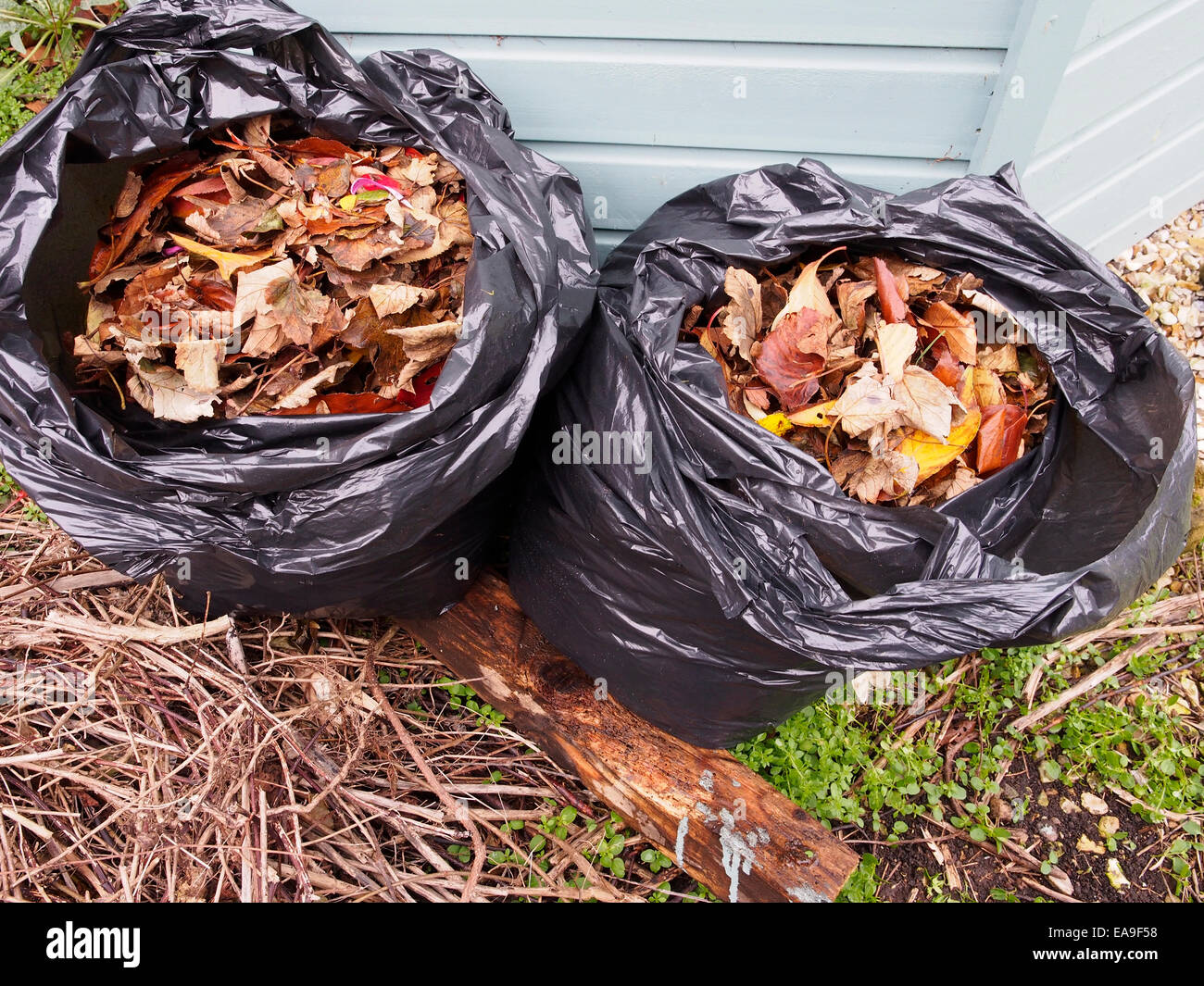 Bolsas de plástico negro lleno de muertos hojas de otoño, que se descomponen en la bolsa formando un molde de hojas útiles abonos de jardín Foto de stock
