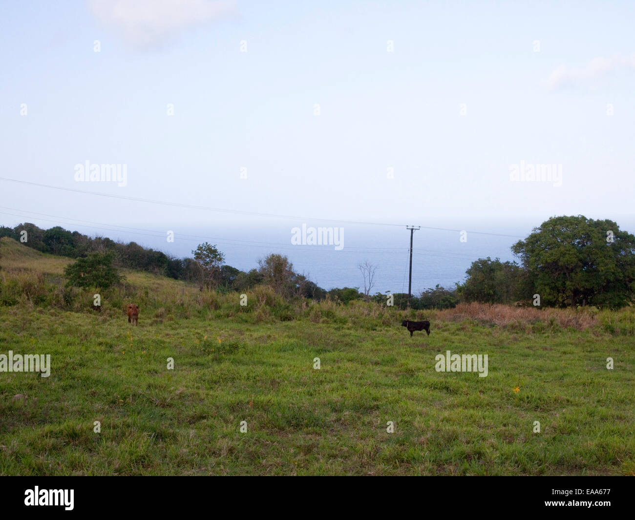 Las vacas en el campo por el océano en San Cristóbal Foto de stock