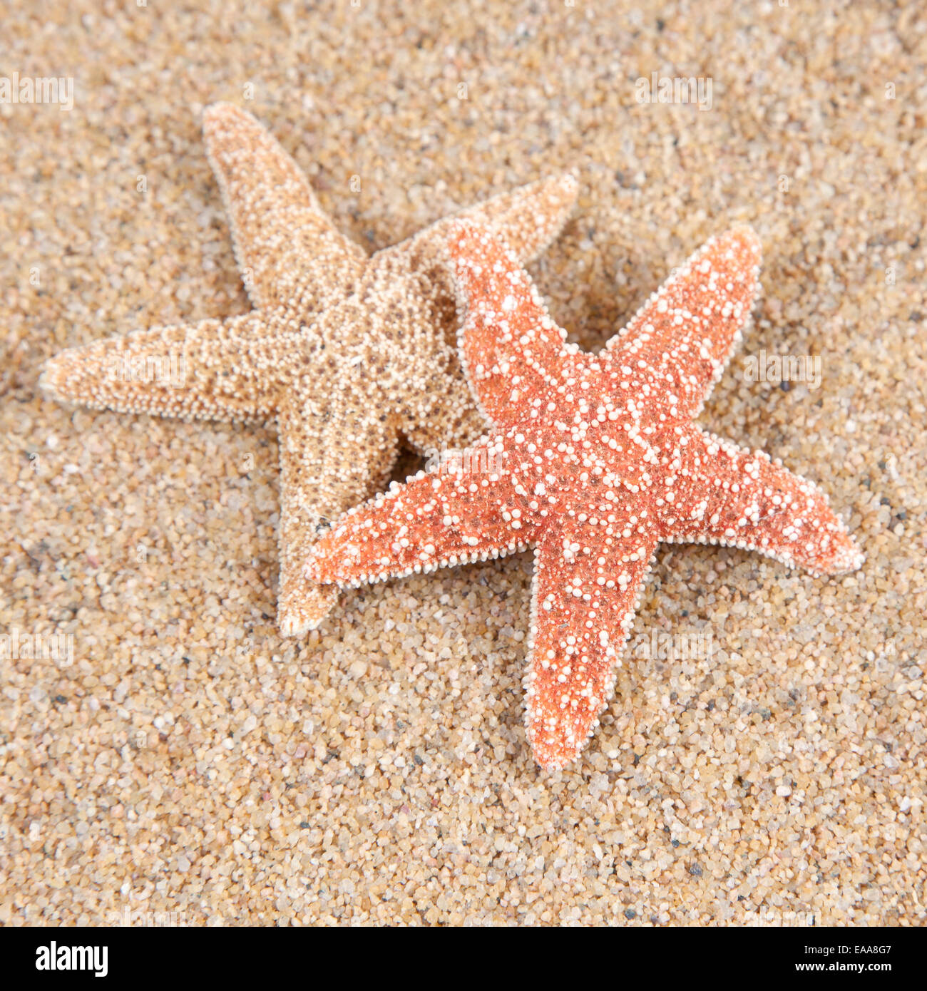 Bonitas vistas al mar conchas en la playa tomado closeup, Shell borde o  marco Fotografía de stock - Alamy