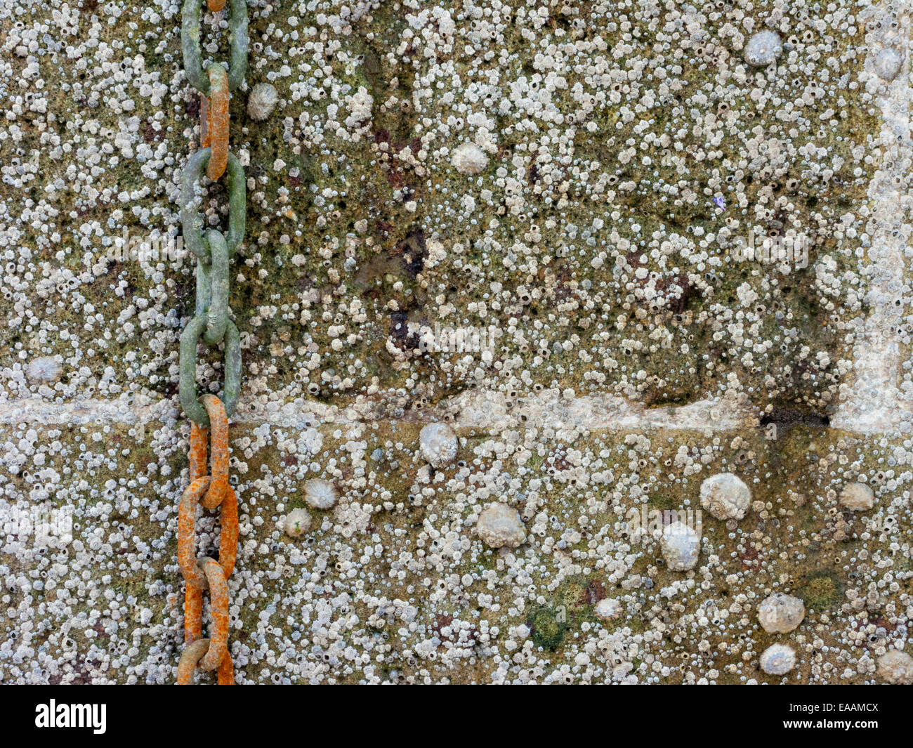 Acorn percebes (Semibalanus balanoides) y lapas en la escollera, Puerto de Dover, Kent, UK Foto de stock