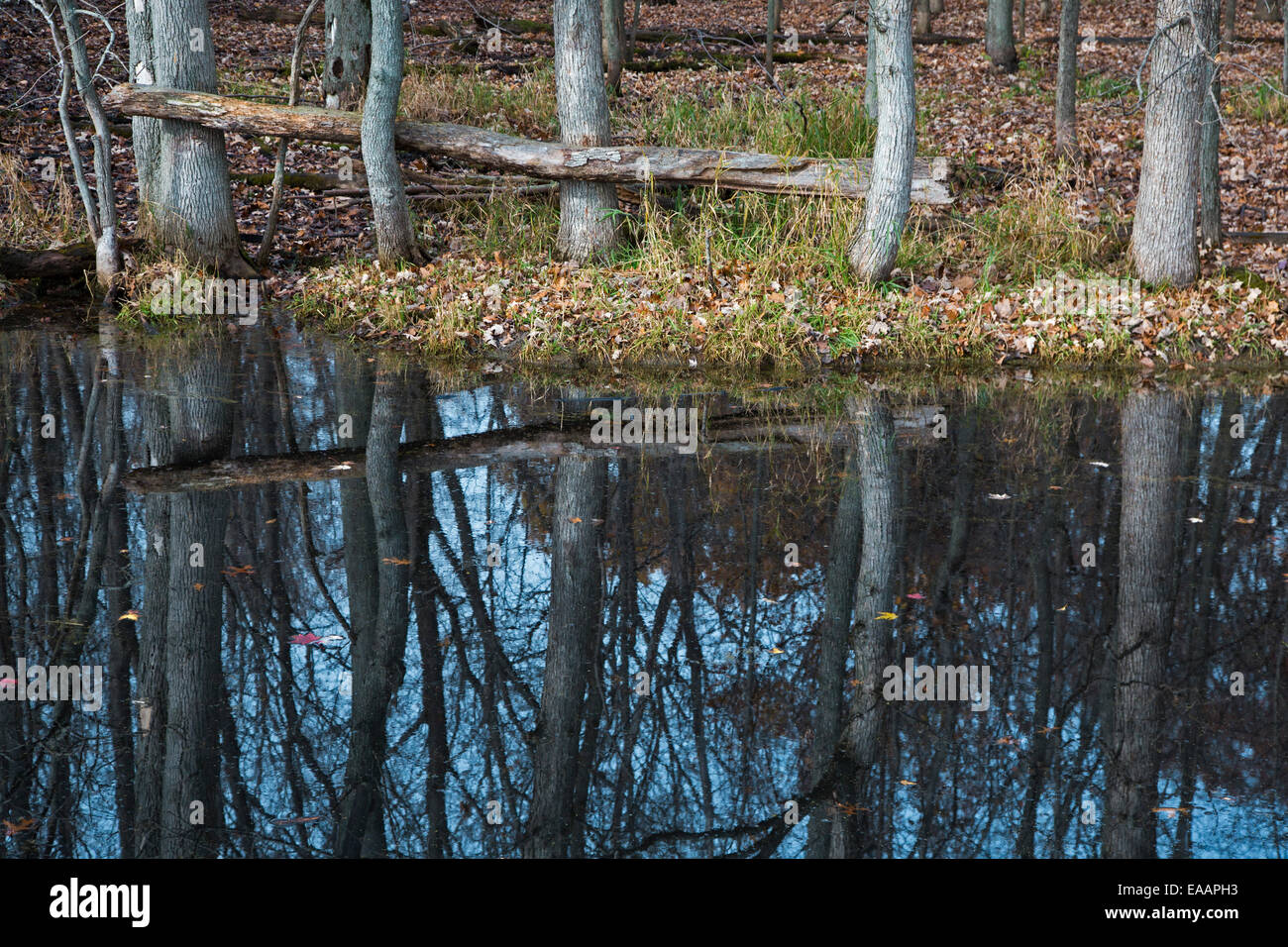 Oak Harbor, Ohio - El Refugio Nacional de Vida Silvestre de Ottawa. Foto de stock