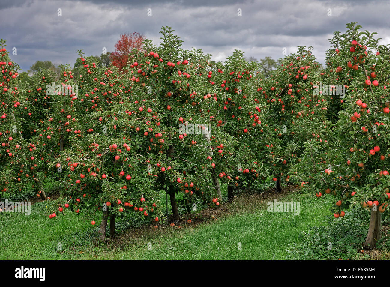 Apple Orchard, Lancaster, Pennsylvania, EE.UU. Foto de stock