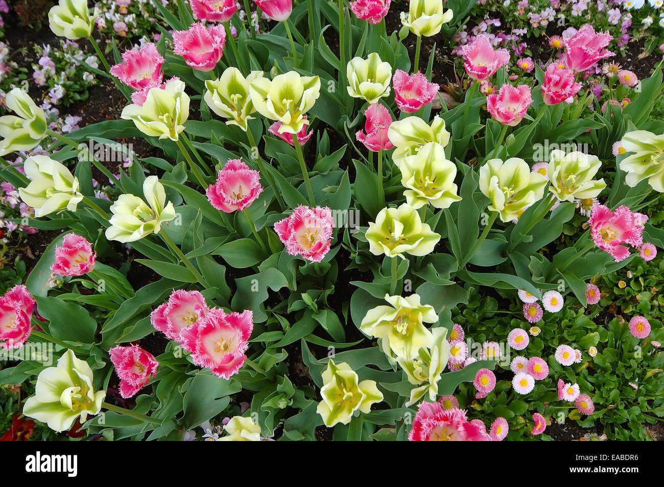 Flores de tulipán Foto de stock