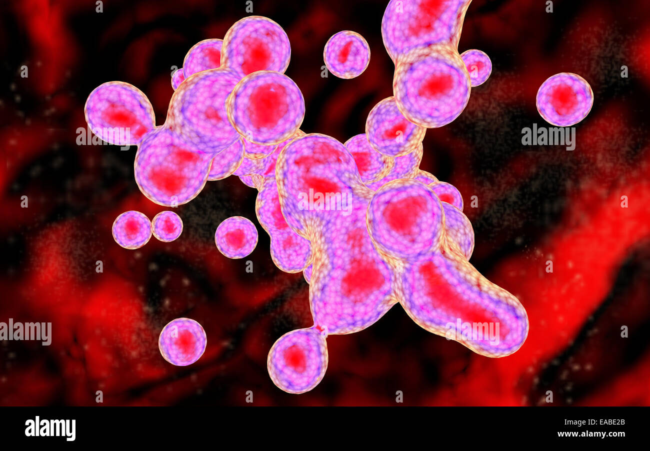 3D Render de clivaje embrionario ilustración médica Fotografía de