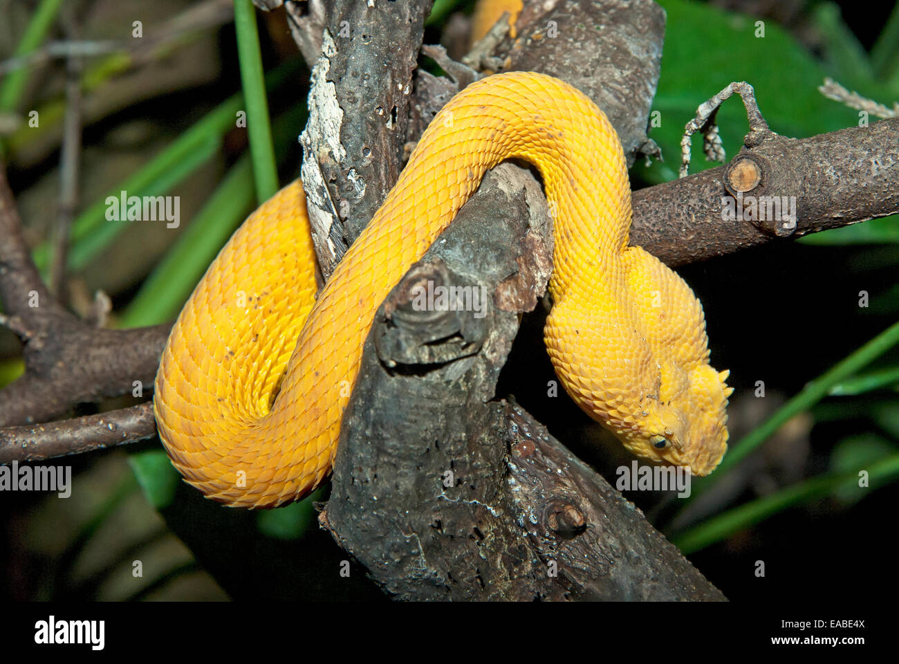 Veneno de serpiente, Víbora de pestañas Bothriechis schlegelii Foto de stock