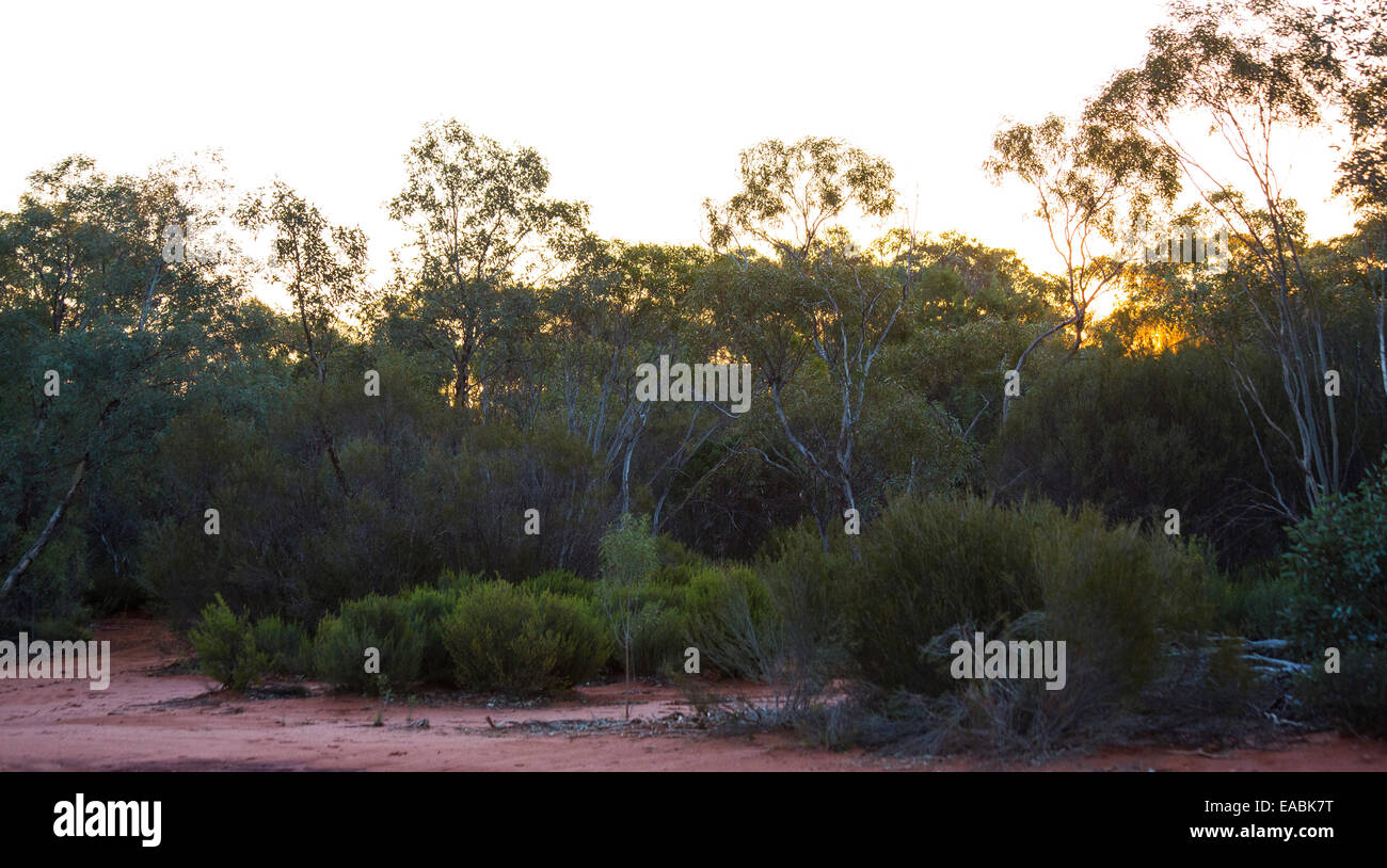 Bush australiano con una gran variedad de árboles y arbustos, Australia Foto de stock