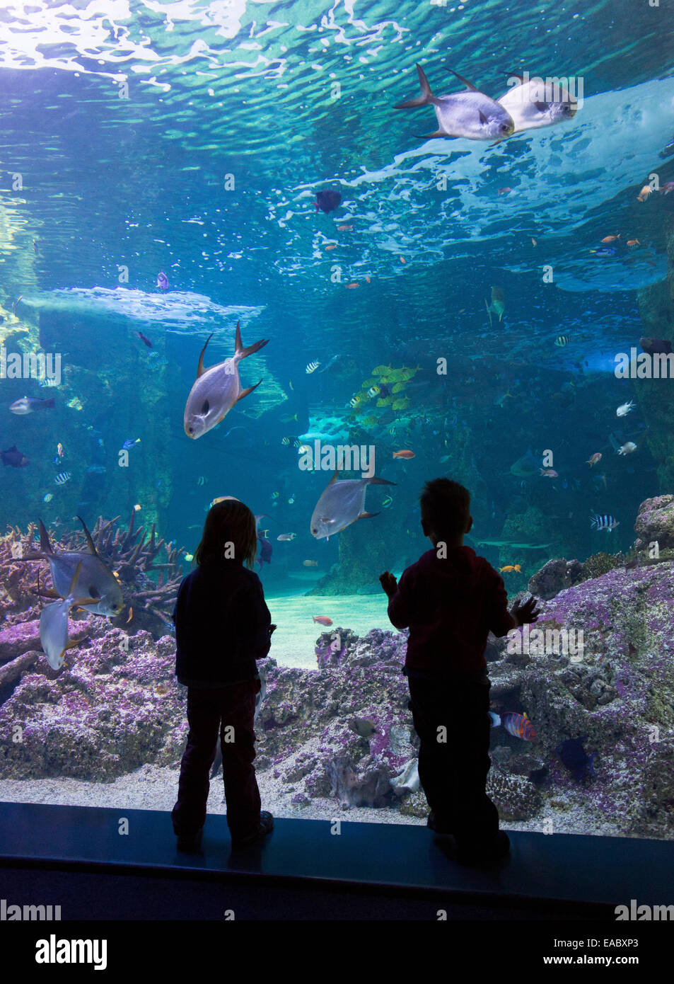 Silueta de niños mirando la Gran Barrera de Coral en el acuario Sea Life Aquarium de Sydney, Darling Harbour, Sydney Foto de stock