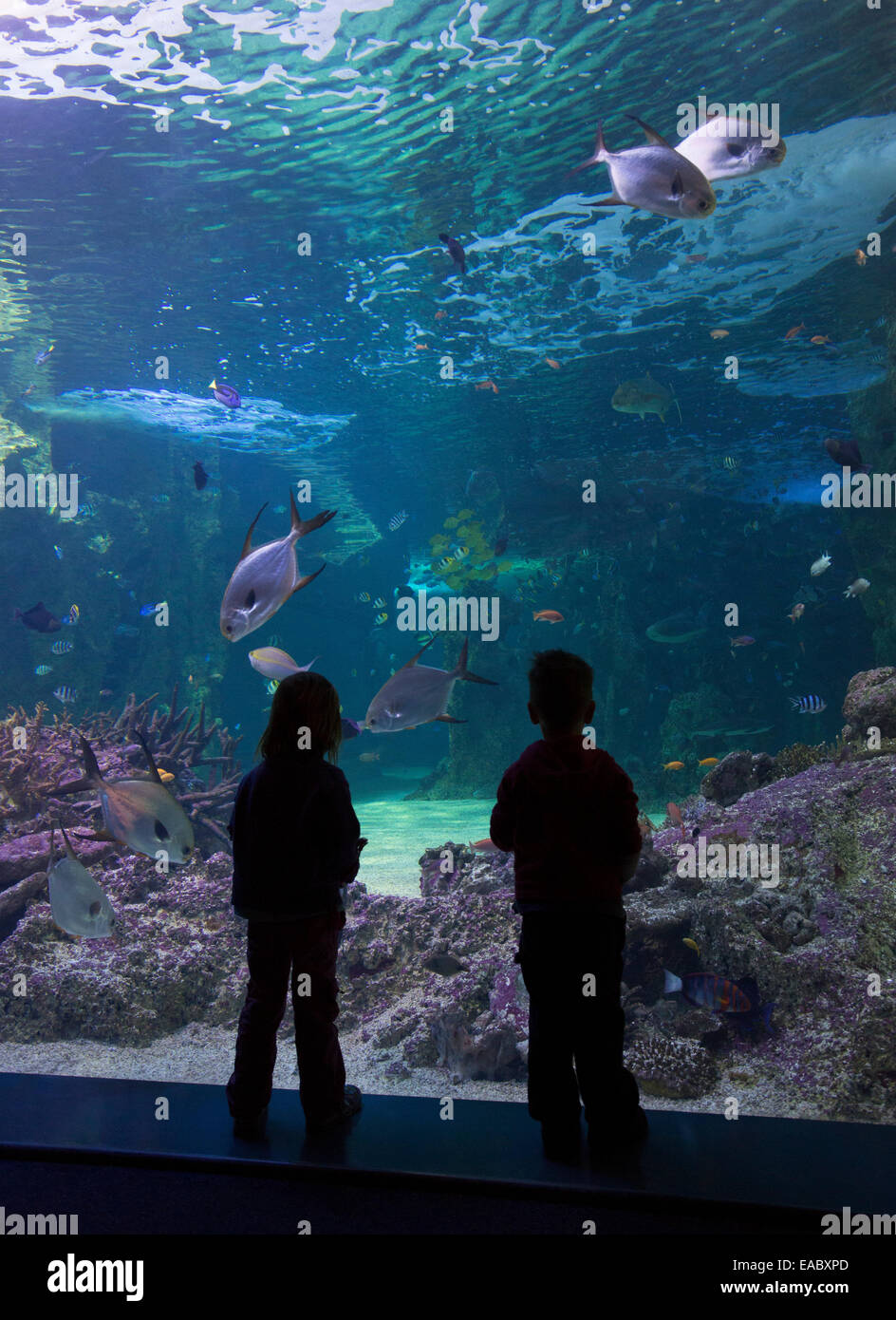 Silueta de niños mirando la Gran Barrera de Coral en el acuario Sea Life Aquarium de Sydney, Darling Harbour, Sydney Foto de stock