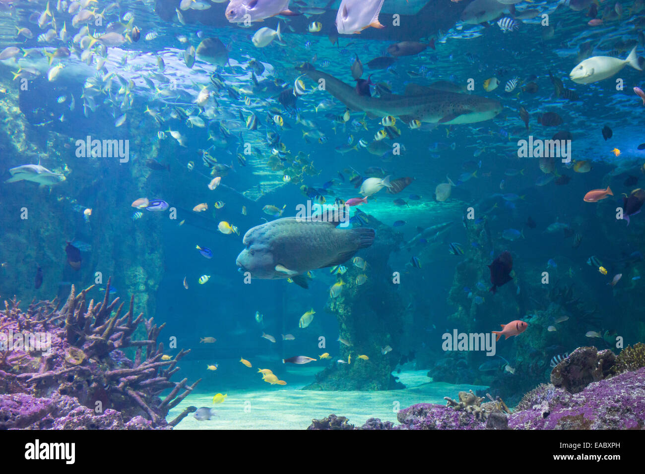 La Gran Barrera de Coral en el acuario Sea Life Aquarium de Sydney, Darling Harbour, Sydney, Australia. Foto de stock