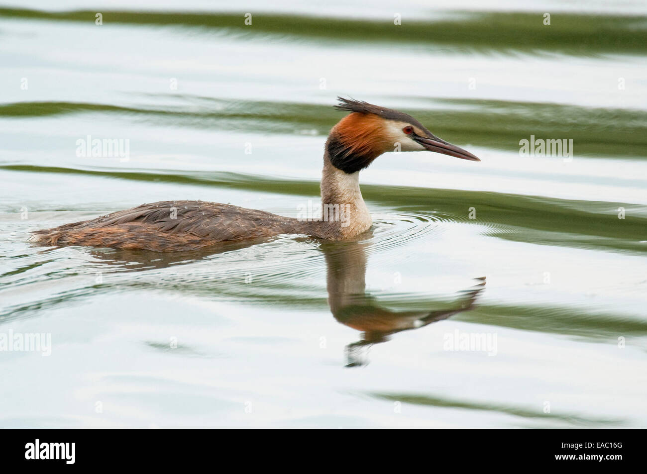 Somormujo Lavanco Podiceps cristatus Kent UK Foto de stock