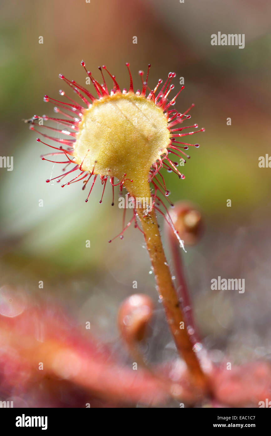 Round-dejados Sundew Drosera rotundifolia Kent UK Foto de stock