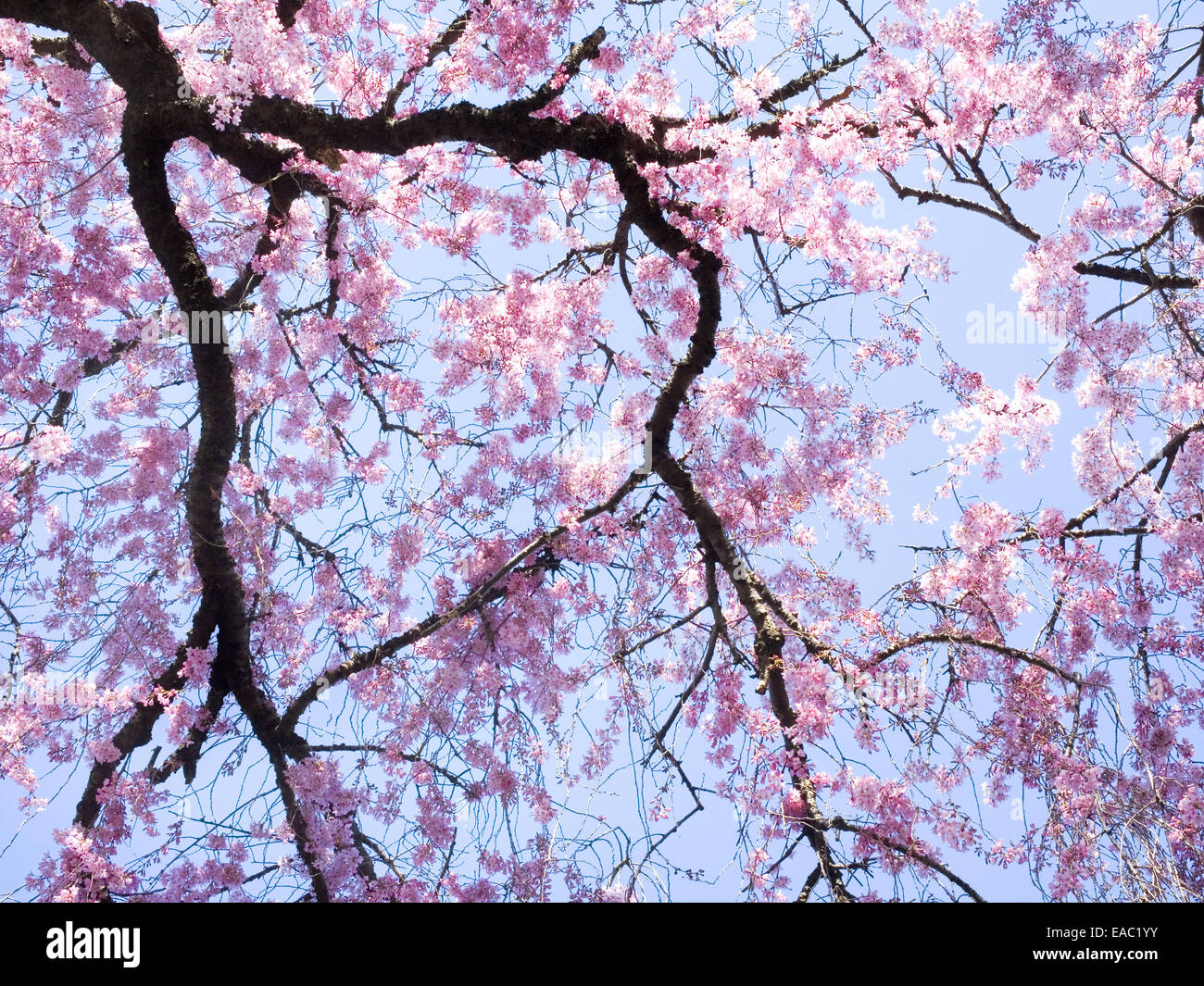 Cerezos en flor desde abajo en el luminoso día de primavera Foto de stock