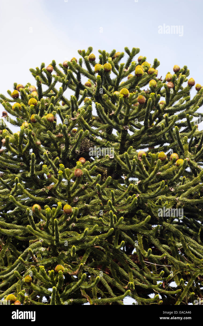 Conos femeninos en las ramas de punta de Araucaria araucana, el pehuén. Foto de stock