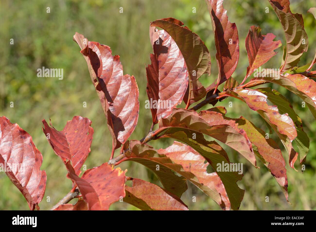 Hojas de otoño rojo Foto de stock