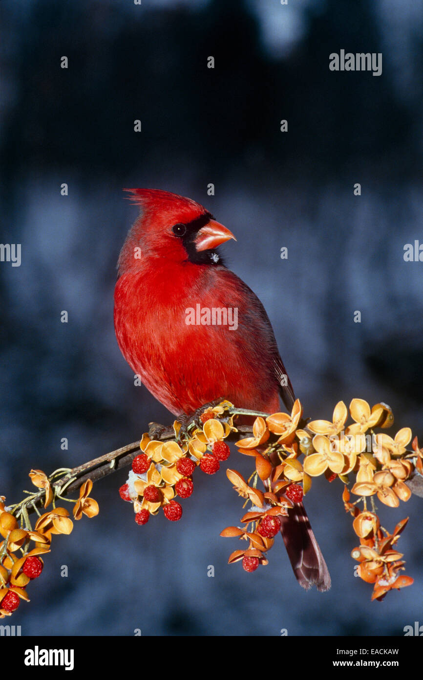 Macho, el Cardenal cardinal norte cardinalis, encaramado en la rama agridulce americana, Celastrus Scandens, Missouri, EE.UU. Foto de stock