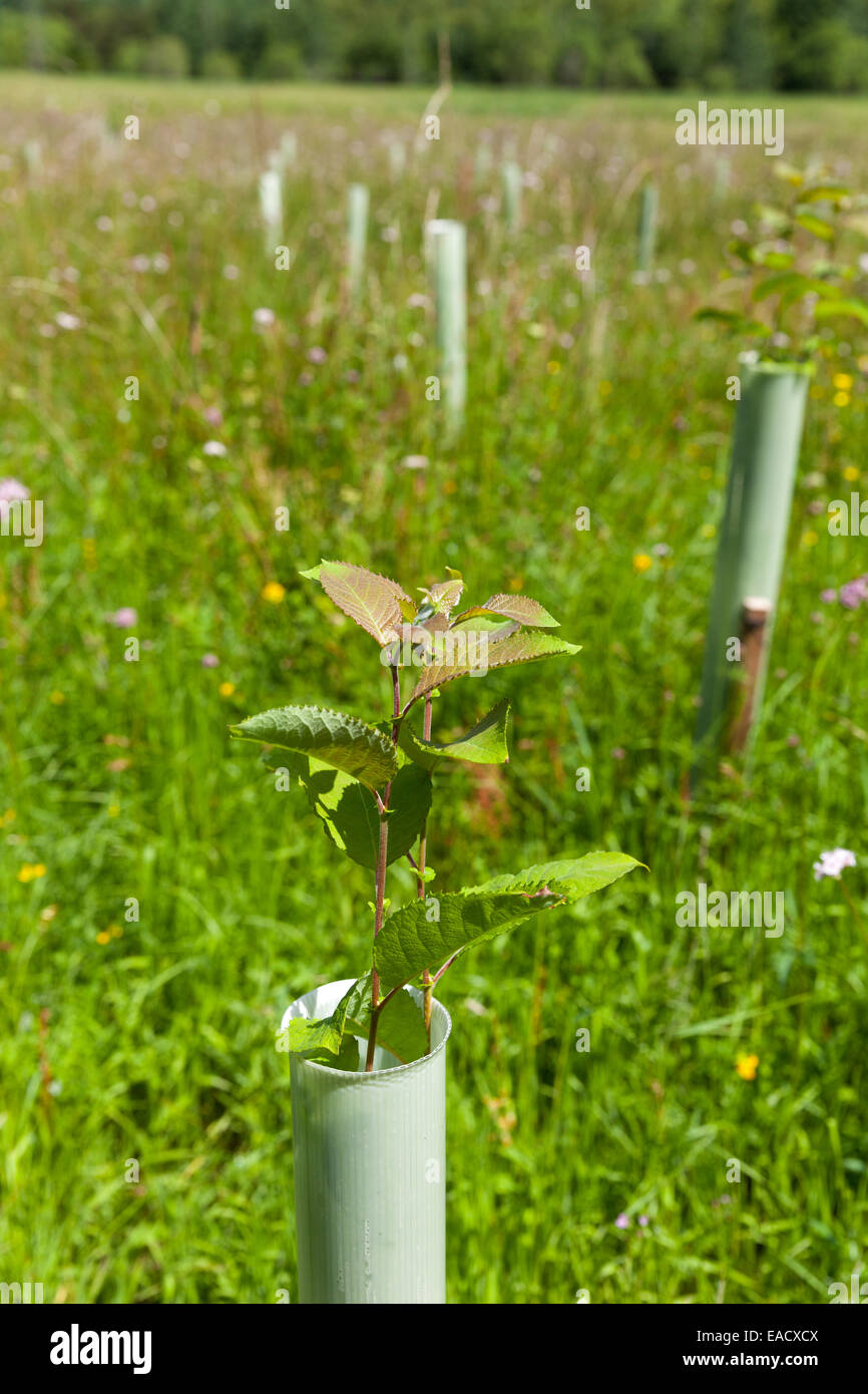 La plantación de árboles para la reducción del riesgo de inundaciones en la cuenca del río Eden Foto de stock