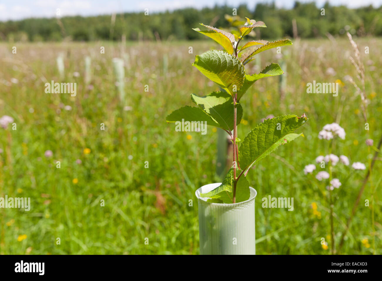 La plantación de árboles para la reducción del riesgo de inundaciones en la cuenca del río Eden Foto de stock