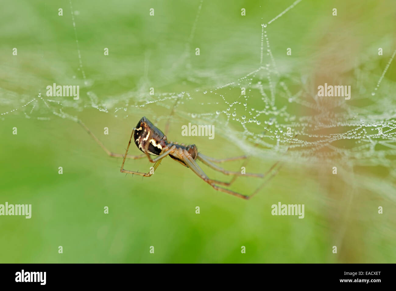 Hoja europeo-web spider (Linyphia triangularis) en una web, Renania del Norte-Westfalia, Alemania Foto de stock