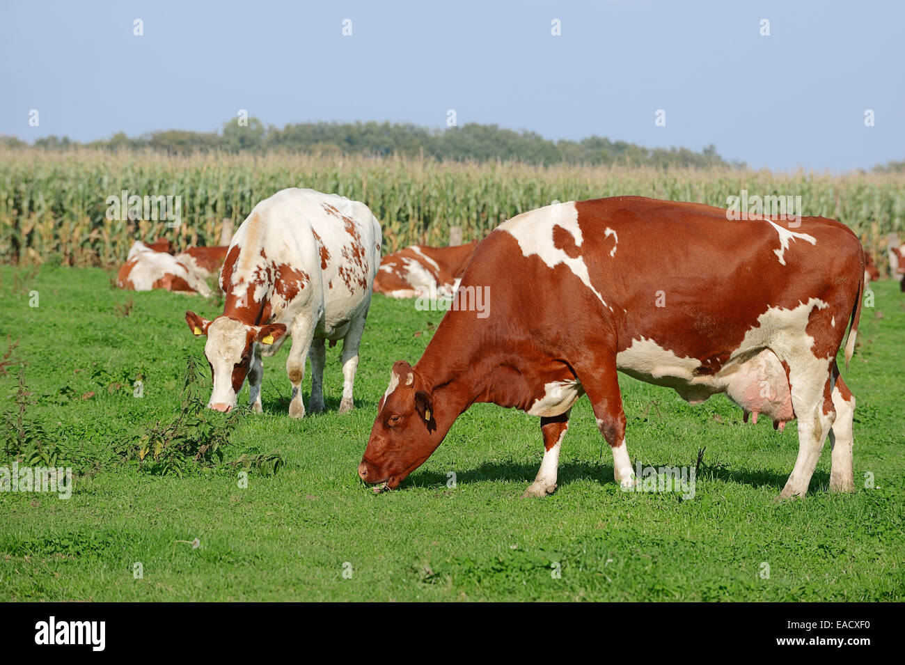 Rojo y blanco alemán ganado Holstein (Bos primigenius taurus), vacas que pastan en pastos, Renania del Norte-Westfalia, Alemania Foto de stock