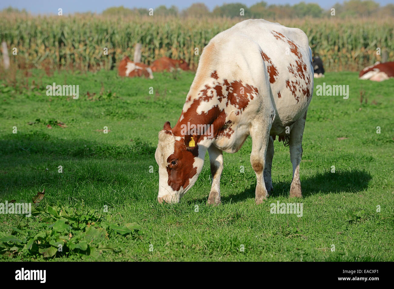 Rojo y blanco alemán ganado Holstein (Bos primigenius taurus), vacas que pastan en pastos, Renania del Norte-Westfalia, Alemania Foto de stock