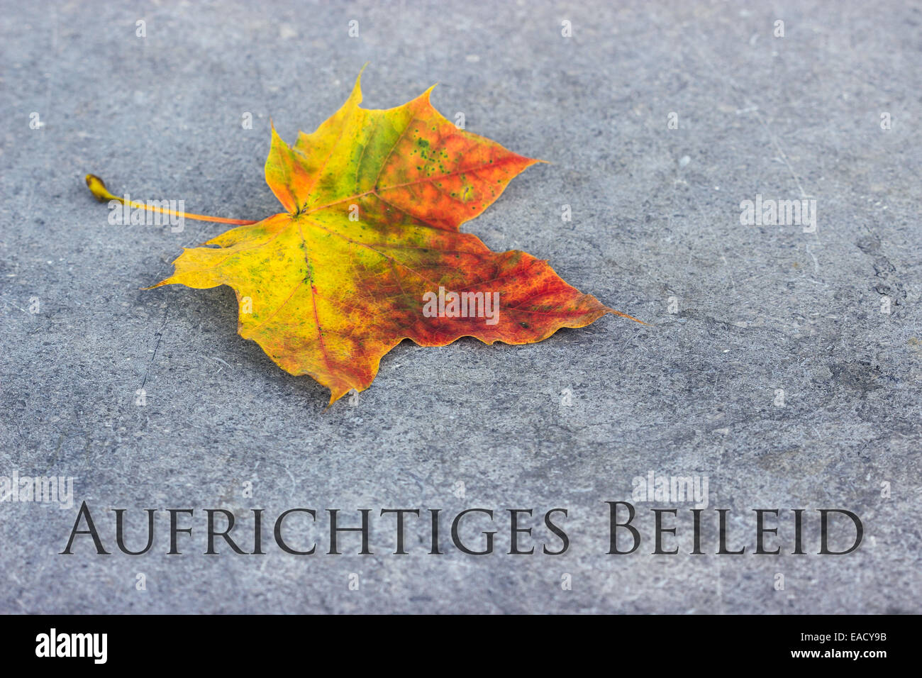 Tarjeta de luto alemán con hojas de otoño Foto de stock