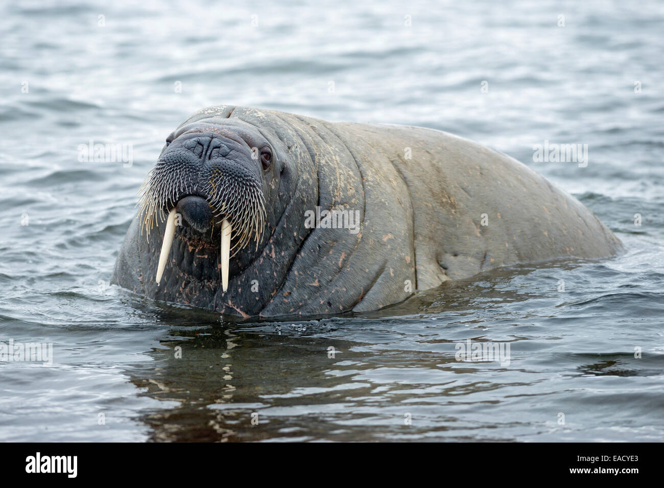 La morsa (Odobenus rosmarus), retrato, Noruega, Svalbard Fotografía de  stock - Alamy