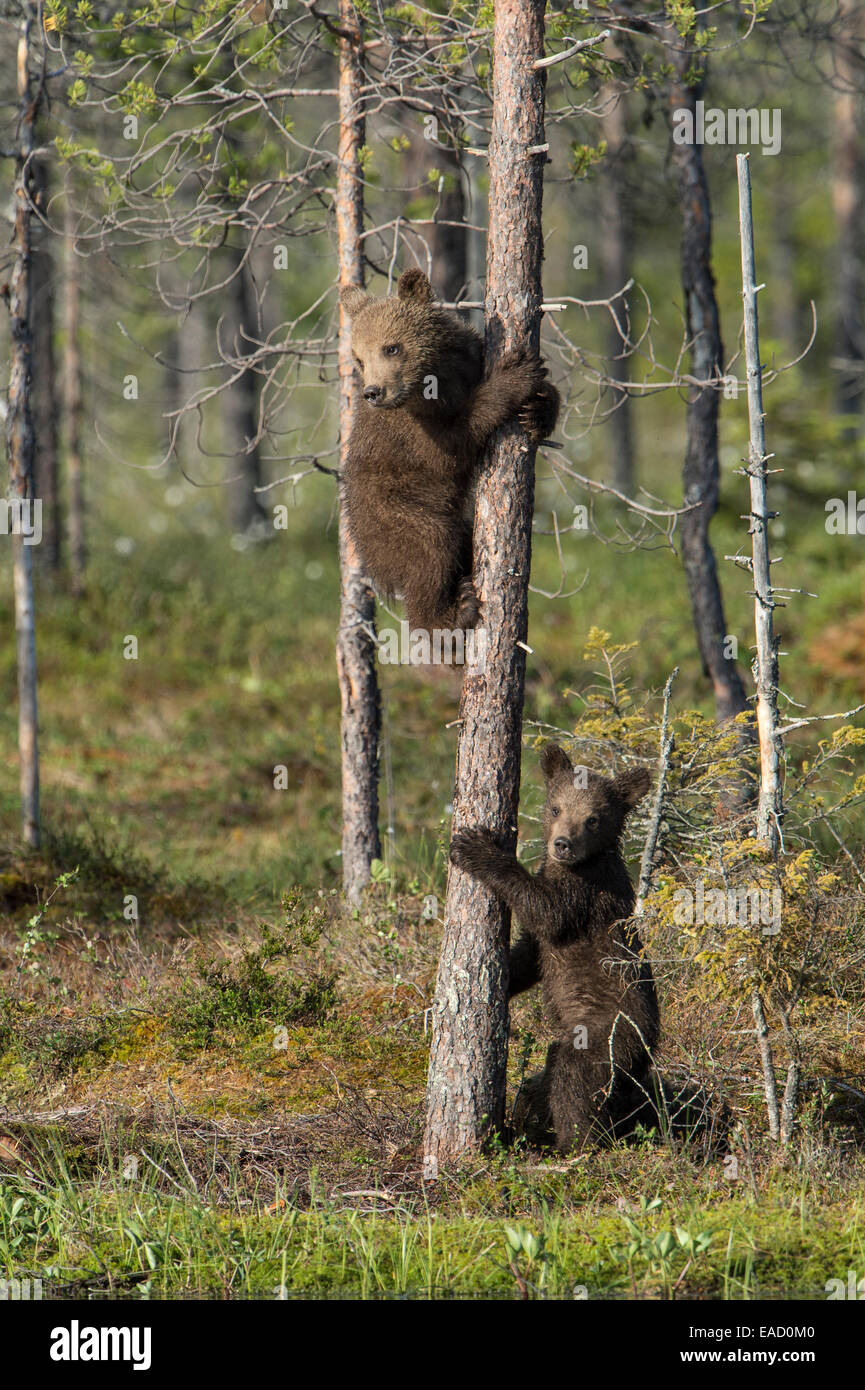 Joven oso pardo (Ursus arctos) en el tronco de un árbol, Suomussalmi, Karelia, Finlandia Foto de stock