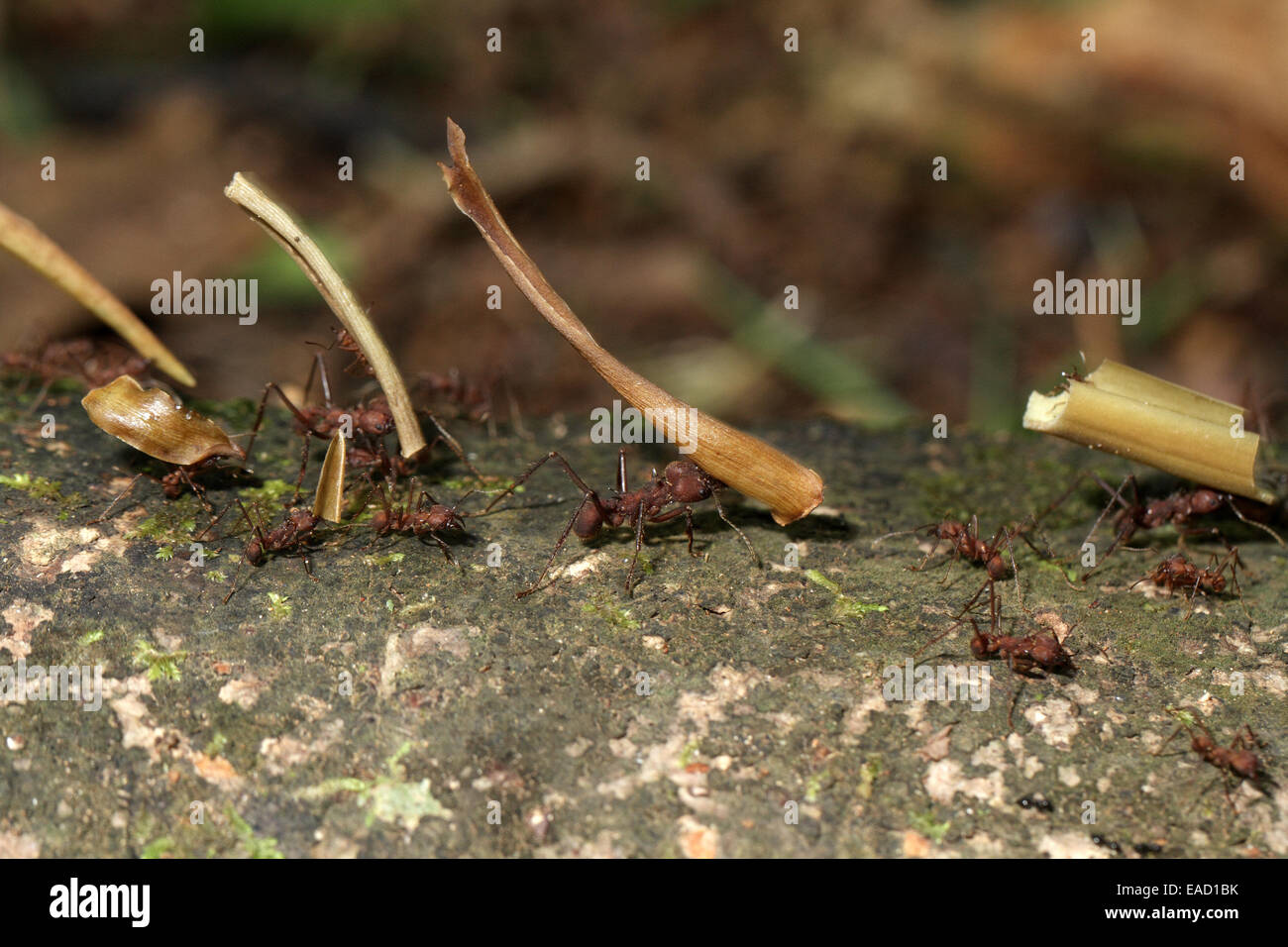 Cortador de Hoja de las hormigas Atta spp, portando ramas para anidar Foto de stock