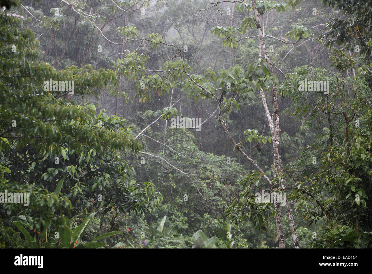 Llueve en el bosque en el Bosque del Río Tigre, Península de Osa, Costa Rica Foto de stock