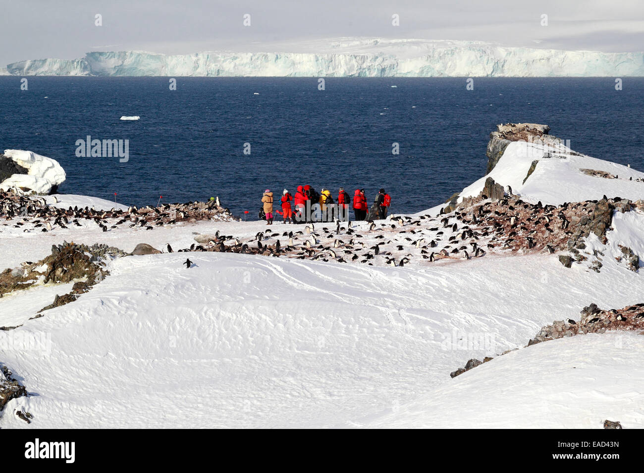 Los turistas ver una colonia de pingüinos, Diablo Isla, Mar de Weddell, en la Antártida Foto de stock