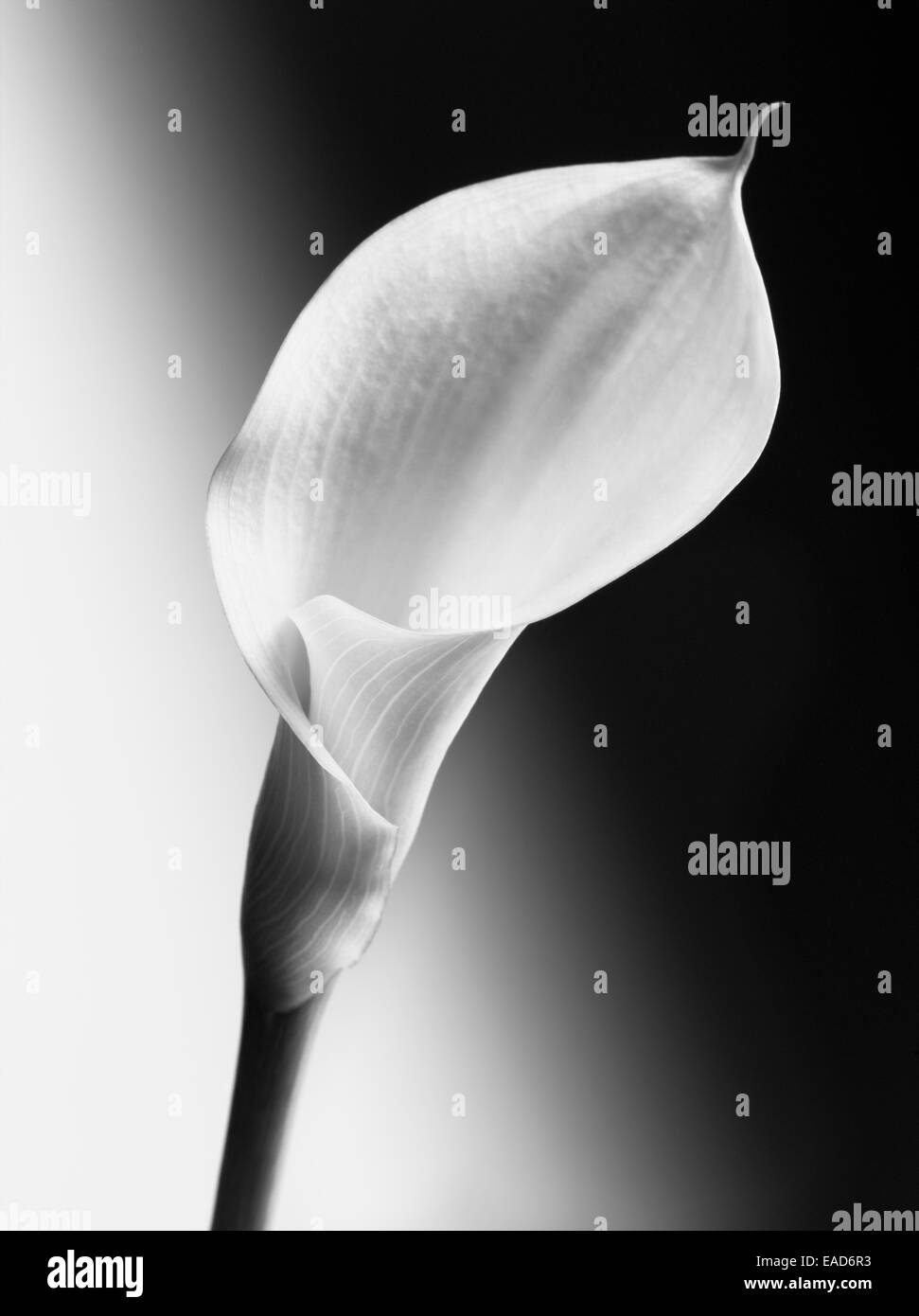 Lily, Arum lily, calla lily Zantedeschia, Black & White Fotografía de