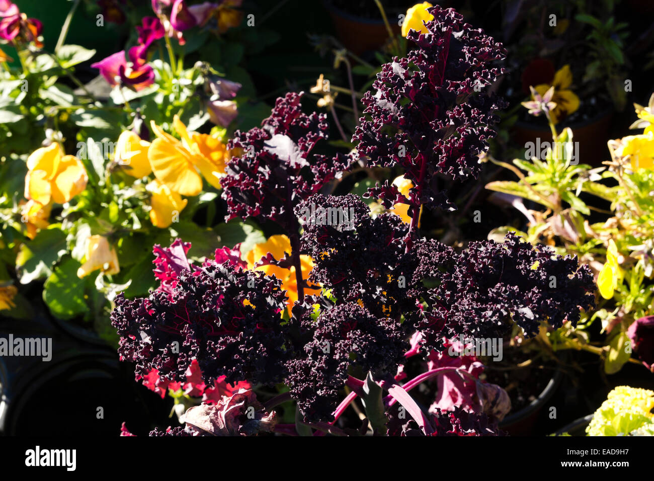 Kale comestible que crece en un jardín de flores. Foto de stock