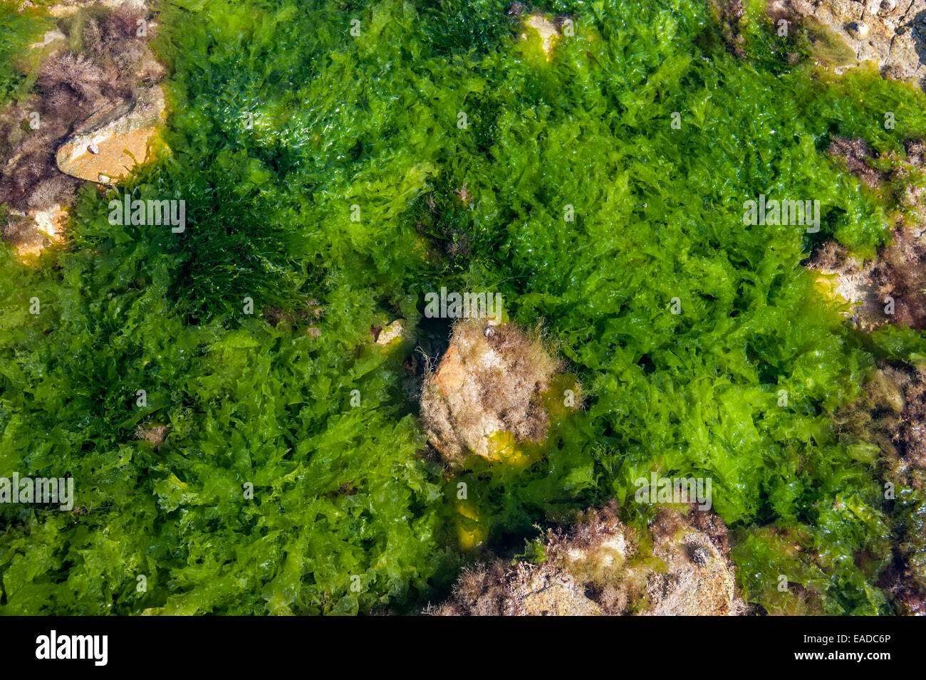 La lechuga de mar (Ulva lactuca) y gutweed / hierba (algas Enteromorpha intestinalis / Ulva intestinalis) alga verde en la roca descubierta Foto de stock