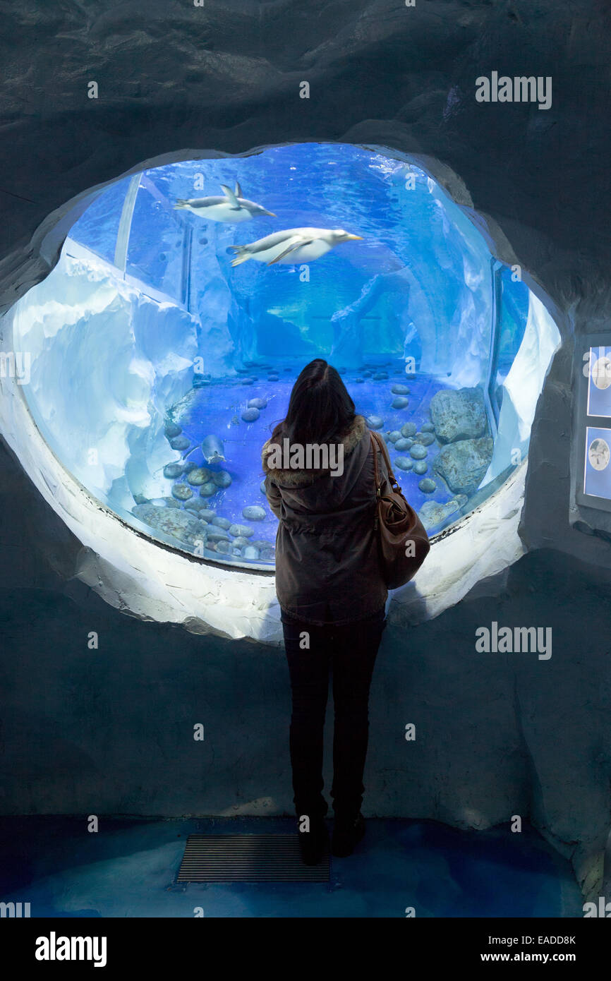 Una joven mujer mirando los pingüinos en un acuario tanque, National Sealife Centre de Birmingham, Reino Unido Foto de stock