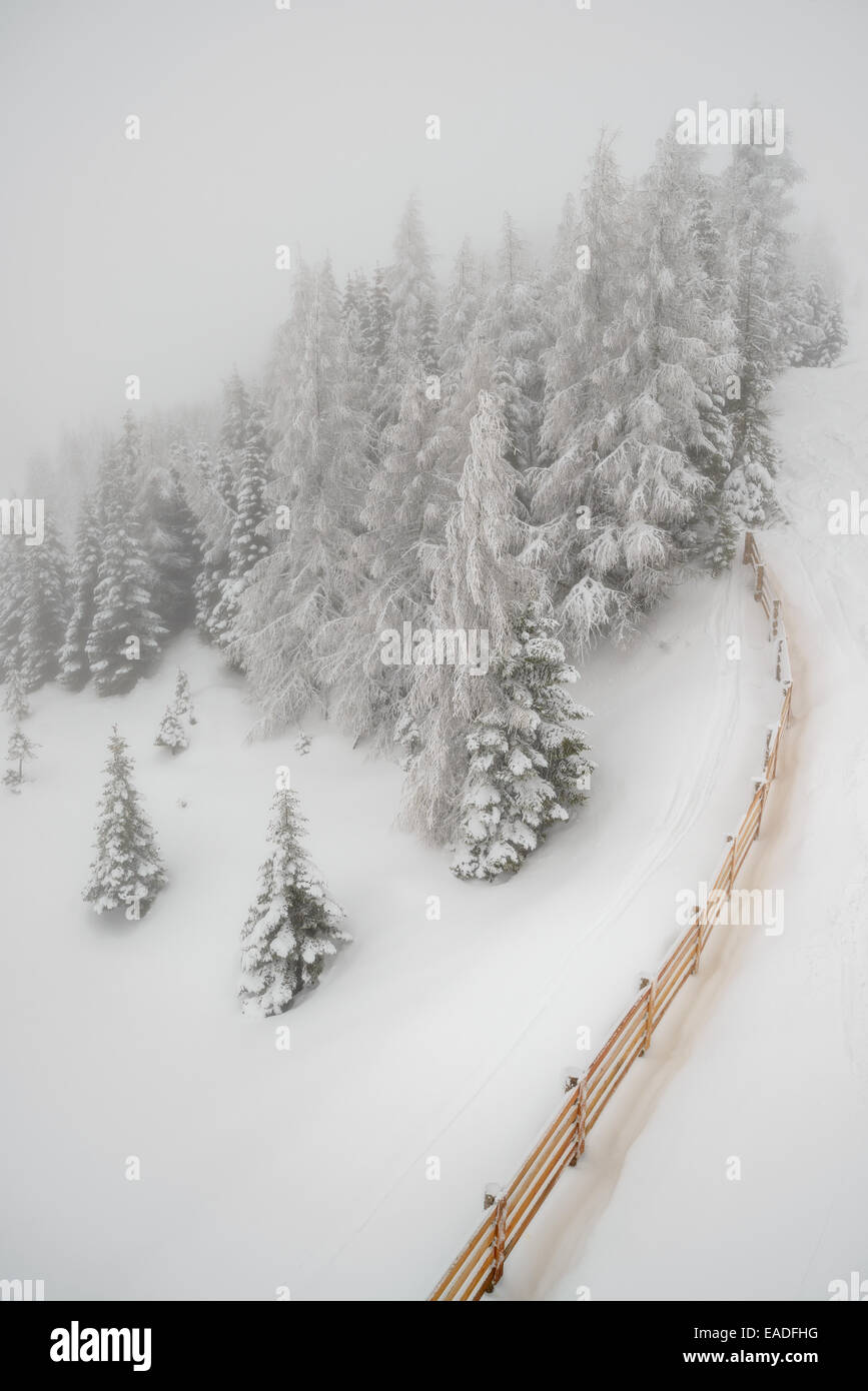 Hermoso paisaje con niebla y nevadas en invierno bosque Foto de stock