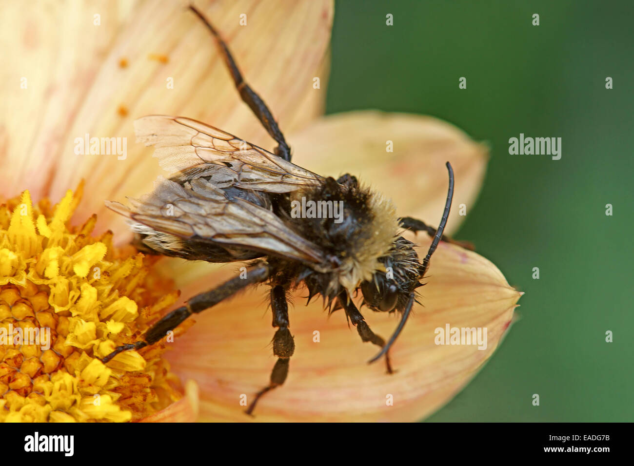 Dalia, Dalia, Melocotón sujeto. Foto de stock