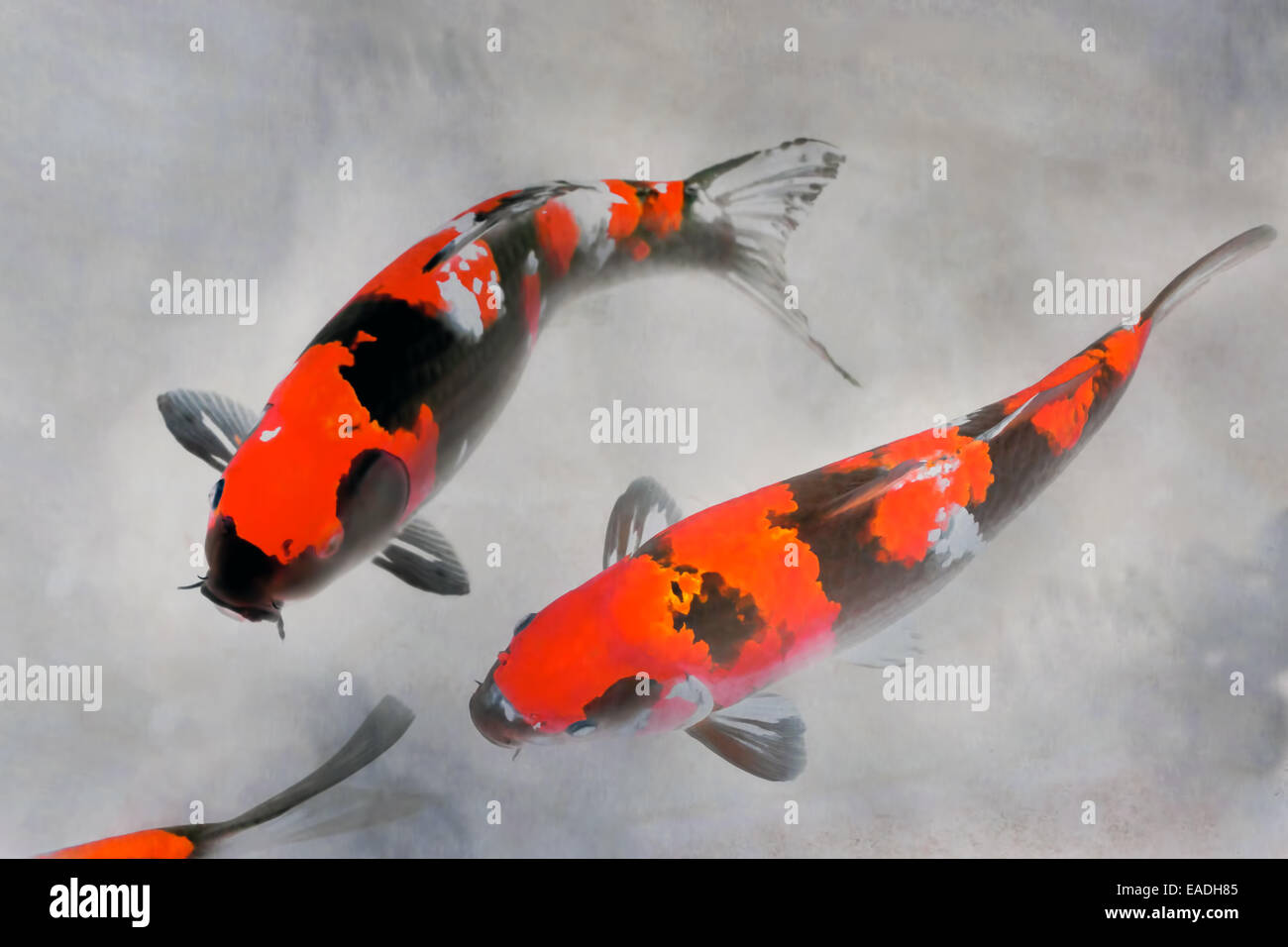 El calicó koi fish pintura acuarela en rojo, blanco y negro de tinta Sumi-e ilustración Foto de stock