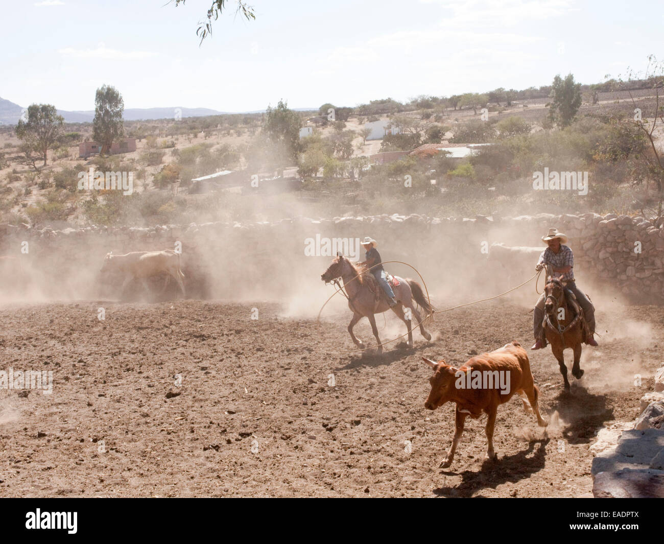 Los rancheros a caballo lassoing vacas en el rancho del desierto en México Foto de stock