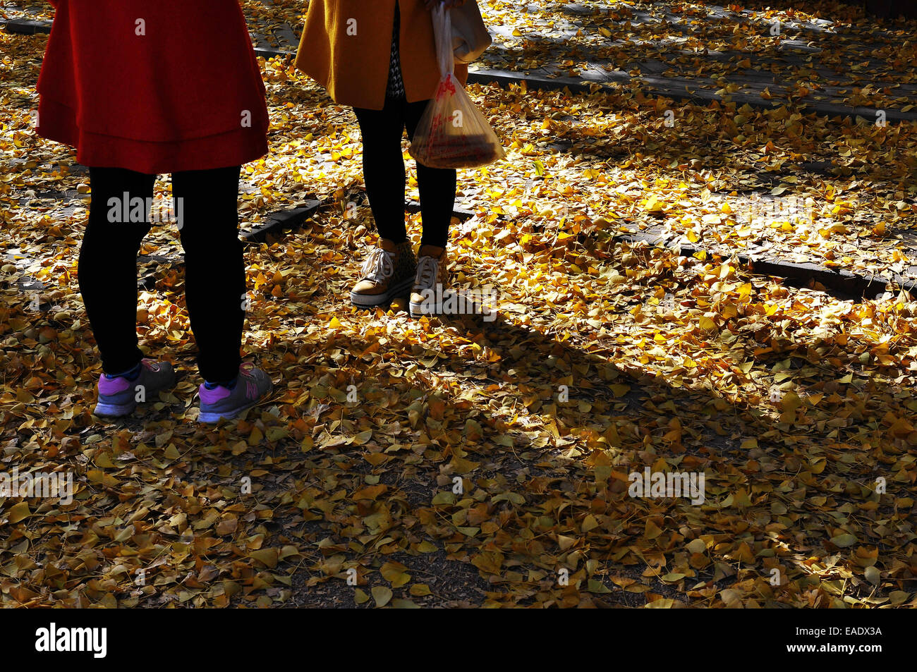 El 12 de noviembre, 2014 - (China) sólo para su uso fuera de China. No utilice para la venta o exposición en China. CHINA RIZHAO NOV 12: Vista de ginkgo que ha vivido mil años. El árbol es de 26,8m de altura y el tronco es de 15,7m de espesor. Según los especialistas, es de al menos 3500 años de antigüedad. © SIPA Asia/Zuma alambre/Alamy Live News Foto de stock