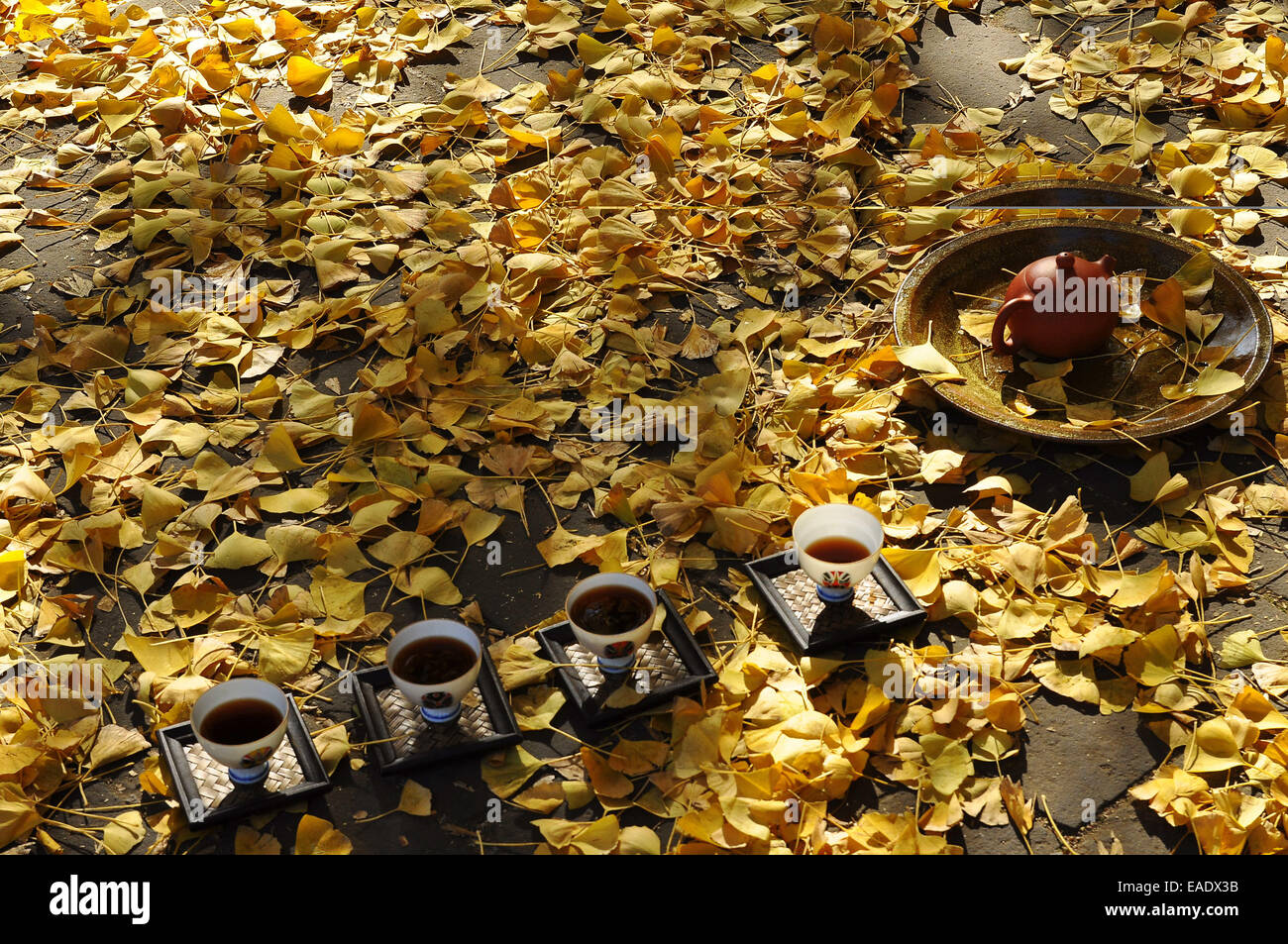 El 12 de noviembre, 2014 - (China) sólo para su uso fuera de China. No utilice para la venta o exposición en China. CHINA RIZHAO NOV 12: Vista de ginkgo que ha vivido mil años. El árbol es de 26,8m de altura y el tronco es de 15,7m de espesor. Según los especialistas, es de al menos 3500 años de antigüedad. © SIPA Asia/Zuma alambre/Alamy Live News Foto de stock