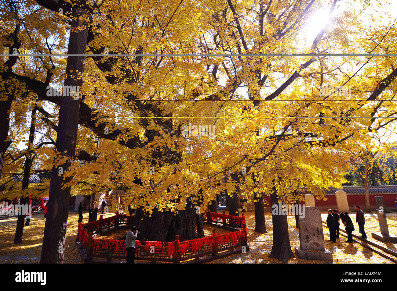 El 12 de noviembre, 2014 - (China) sólo para su uso fuera de China. No utilice para la venta o exposición en China. CHINA RIZHAO NOV 12: Vista de ginkgo que ha vivido mil años. El árbol es de 26,8m de altura y el tronco es de 15,7m de espesor. Según los especialistas, es de al menos 3500 años de antigüedad. © SIPA Asia/Zuma alambre/Alamy Live News Foto de stock