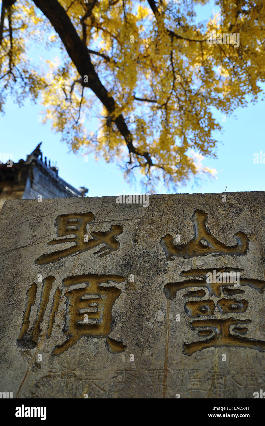 El 12 de noviembre, 2014 - (China) sólo para su uso fuera de China. No utilice para la venta o exposición en China. CHINA RIZHAO NOV 12: Vista de ginkgo que ha vivido mil años. El árbol es de 26,8m de altura y el tronco es de 15,7m de espesor. Según los especialistas, es de al menos 3500 años de antigüedad. © SIPA Asia/Zuma alambre/Alamy Live News Foto de stock