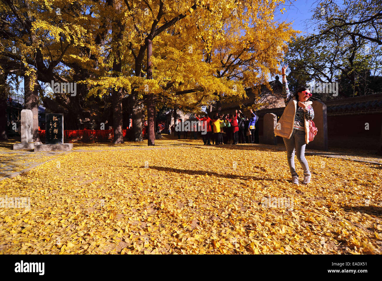 El 12 de noviembre, 2014 - (China) sólo para su uso fuera de China. No utilice para la venta o exposición en China. CHINA RIZHAO NOV 12: Vista de ginkgo que ha vivido mil años. El árbol es de 26,8m de altura y el tronco es de 15,7m de espesor. Según los especialistas, es de al menos 3500 años de antigüedad. © SIPA Asia/Zuma alambre/Alamy Live News Foto de stock