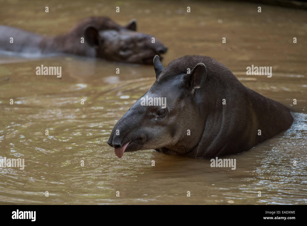 Lowland tapir Tapirus terrestris también conocido como el Tapir Sudamericano, Danta Foto de stock