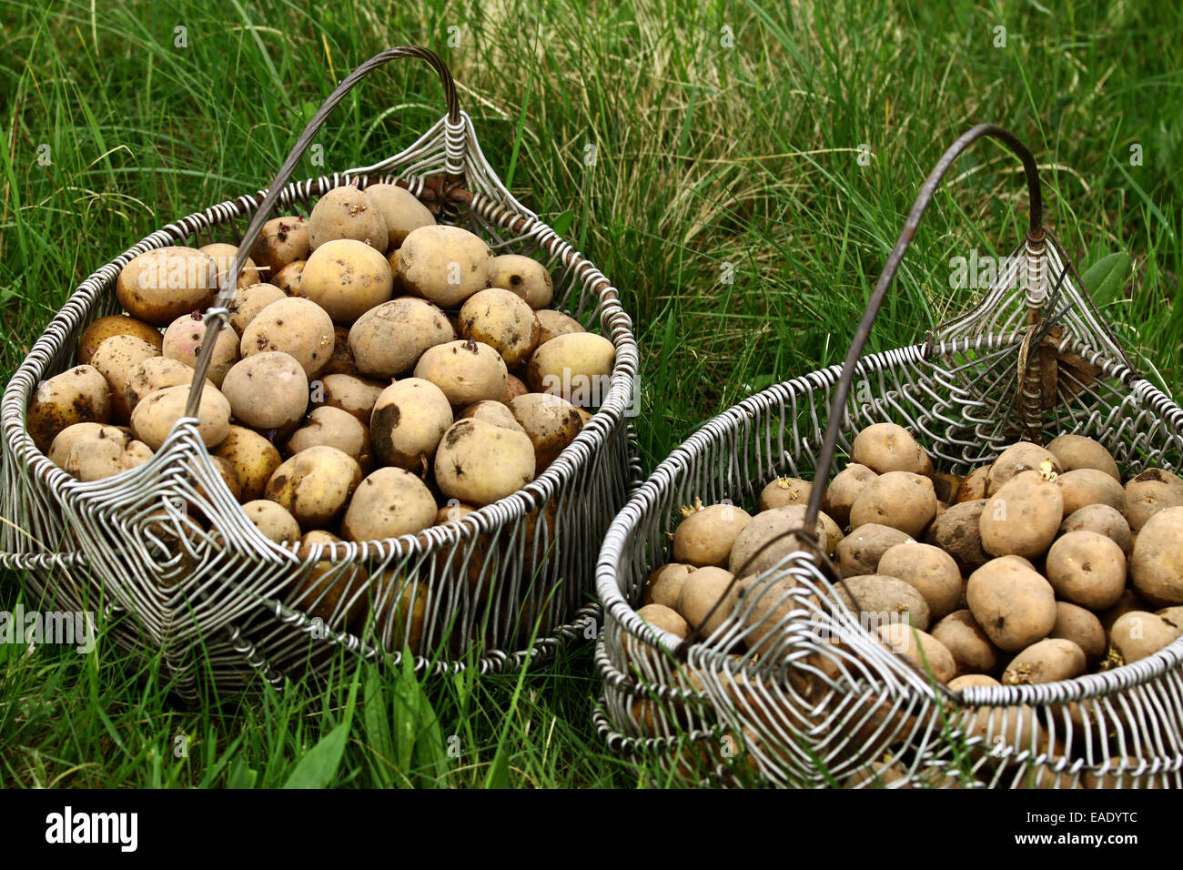 Dos cestas llenas de patata sucia en el pasto permanente Foto de stock