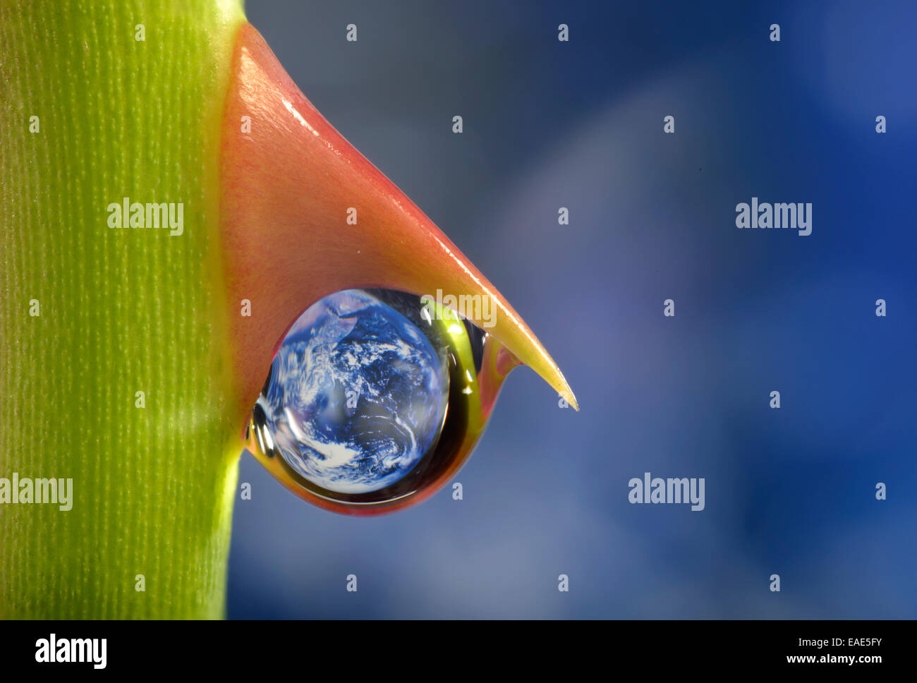 Planeta Tierra reflejada en un dewdrop sobre una rosa espina, imagen simbólica del agua como un elixir de la vida, Alemania Foto de stock