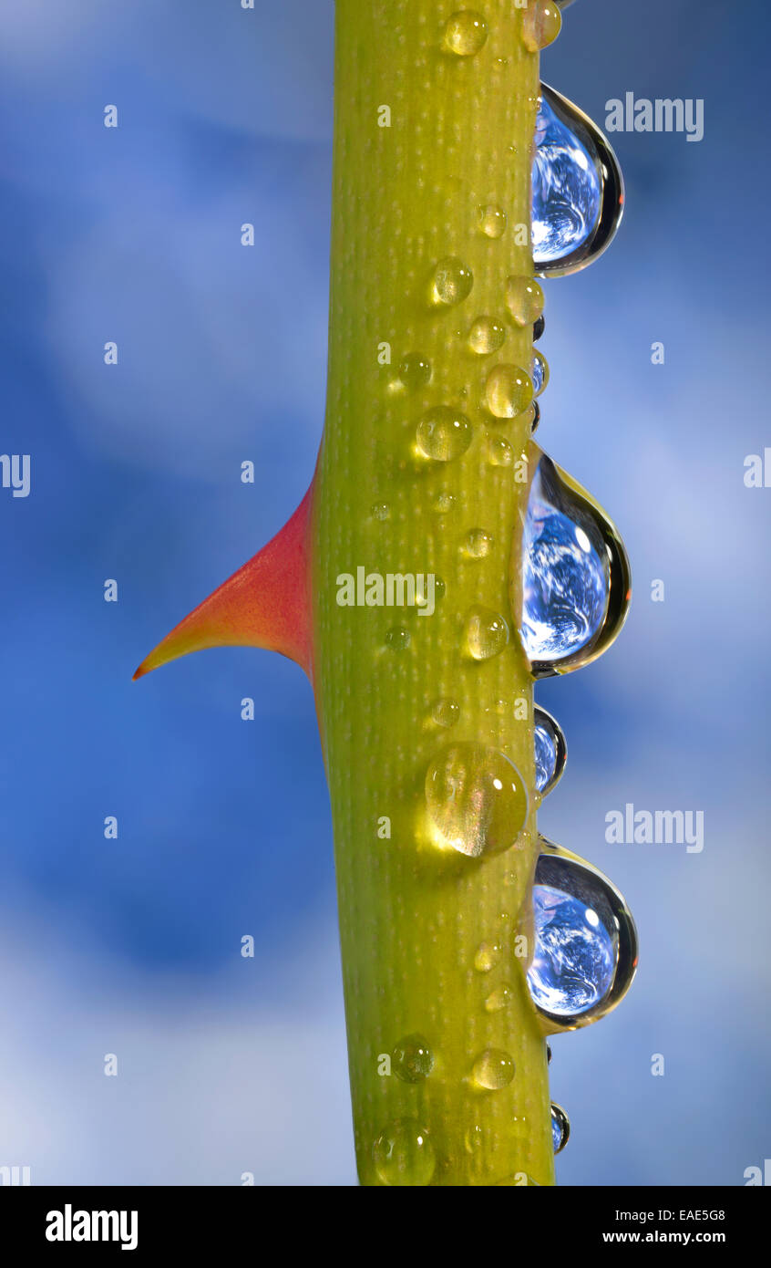 Planeta Tierra reflejada en dewdrops aumentó en un tallo con espinas, imagen simbólica del agua como un elixir de la vida, Alemania Foto de stock
