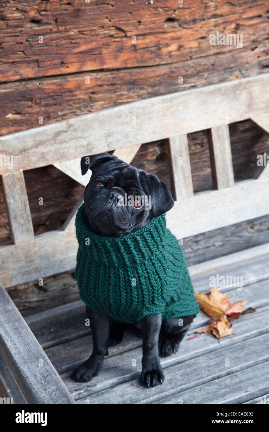Pug negro vistiendo un suéter en un banco de madera Fotografía de stock -  Alamy