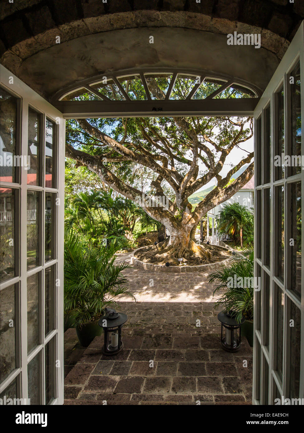 Paisaje representa una puerta abierta como marco para la hermosa estructura  de árbol en el fondo iluminado por el sol de la tarde. Nevis Fotografía de  stock - Alamy
